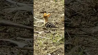 Beautiful Eurasian Hoopoe's Epic Ground Hunt for Food! #birds #Shorts