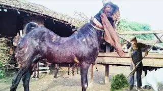 اليك اضخم واكبر انواع من الماعز  فى  العالم , انواع ماعز لم تراها حتى من قبل فى اى مكان (سبحان الله)