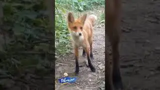 Військові кормлять пораненого лиса. Soldiers feed a wounded fox. 
