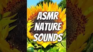 Sunflower Meditation in Garden with Nature Sounds
