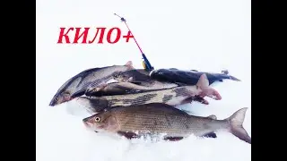 ХАРИУС ОБОЖАЕТ ЭТУ СНАСТЬ! /ПОИМКА ТРОФЕЕВ!/ПОДБОРКА ПОКЛЕВОК И ВЫВАЖИВАНИЯ!