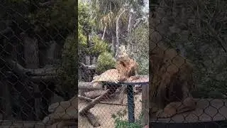 San Diego Zoo❤️ @SanDiegoZoo  #zoo #sandiego #travel