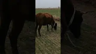 шовот тумани. пулат махалласи