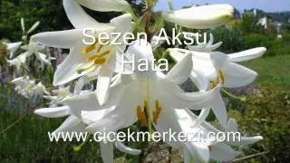 Hata