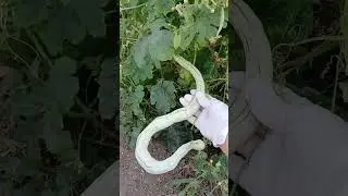Зміїний огірок!)