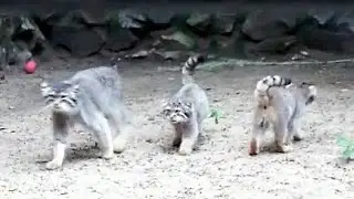 Для Лоло и семи котят вольер оказался маленьким. Некуда спрятать мясо, которое принесли на ужин!
