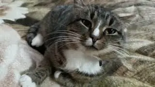 Кот здоров  Страшное позади