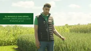 #6 Artėjant derliaus nuėmimui, svarbu pasirinkti jūsų laukams tinkamą veislę | 3...2...1... Derlius