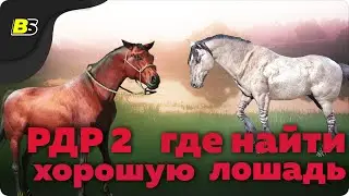 Гайд — где найти хорошую лошадь в ➤ red dead redemption 2