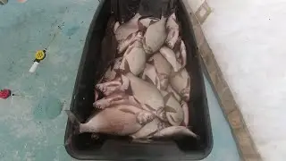 Отличное закрытие зимнего сезона! Лебяжье! КВХ! Ловля леща!