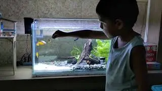 Diego Paolo y sus peces Mollys !!!
