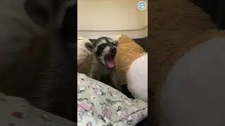 Baby Raccoon does a BIG Yawn!