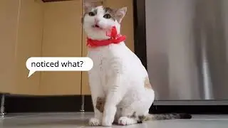 Cats are smart
