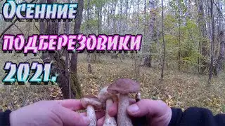 Осенние подберезовики 2021
