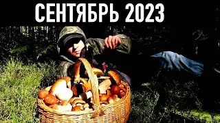 РАЙСКИЕ ГРИБНЫЕ СБОРЫ/ОПЯТЬ ПОЛНО И КРУТО/ГРИБЫ 2023