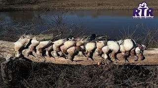 Duck Hunting Millet Covered Farm Pond
