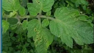 Bacterial spot disease  of tomato symptoms  management control ||tomato bacterial blight ||disease|