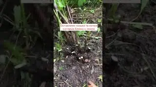 Обрезаю ИТО-гибриды пионов осенью!