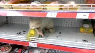 Кот ест курицу на полке в супермаркете