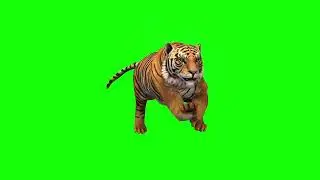 Tiger Green Screen Video Effects No Copyright
