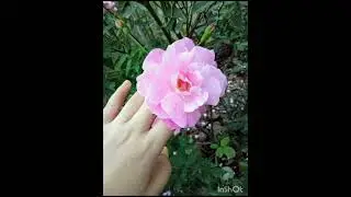 liebevolle Gedanken 🌸🌹🌸