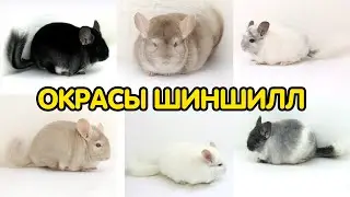 Окрасы шиншилл и как их различать: стандарт, гетеробеж, черный бархат и другие