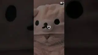 Kittys? #cat#cute#pet#funny#aesthetic#costume#heart