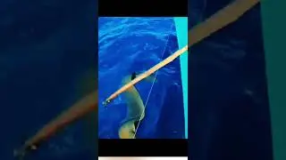 What is this  #fishing #sea #ytshorts #video