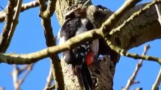 Grote bonte specht