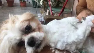 Shih Tzu Haircut