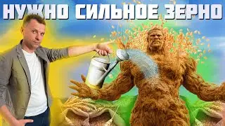 ‼️КАЧЕСТВО ЗЕРНА‼️ПОЧЕМУ ЭТО ВАЖНО И КОМУ ОНО НУЖНО⁉️