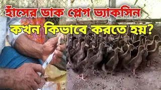 When and how to get the duck plague vaccine?