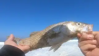 Baiting and waiting