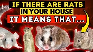 Discover the spiritual meaning of mice in your home. It's incredible! 🐁🏠