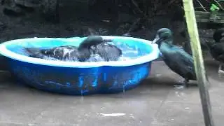 Ducks in the pond(Pool),Chickens & Dog