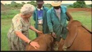 Elephant Orphans... Wisdom of the Wild