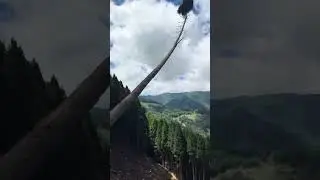 Why is a tree cut down?