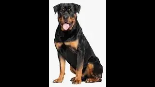 Rottweiler conheça  o perfil da raça #shorts