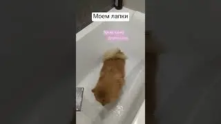 Моем лапки 