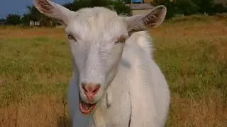Som Da Cabra - Cabra Berrando - goat sound