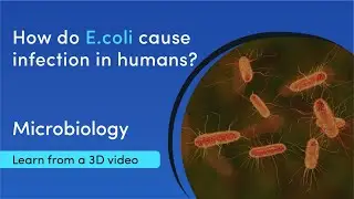 Types of E. coli and how they infect humans | MediMagic | 3D video
