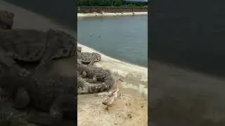 OmG See how duck get life from crocodile | Duck vs crocodiles 