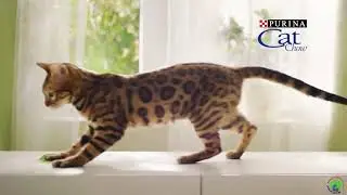 Сухой корм для котов Purina Cat Chow