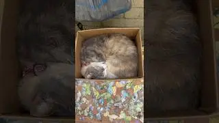 Cat Sleeps Purrfectly in BOX.