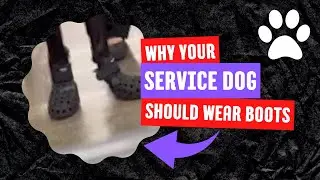 Why Your Service Dog Should Wear Boots