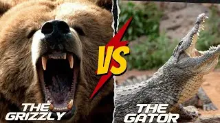 Top 10 Deadliest Animals In The World!!