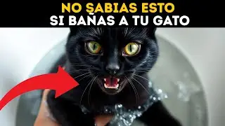 What does my cat feel when I bathe him? (Complete Guide for Owners)