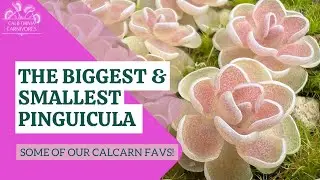 The Biggest and Smallest Pinguicula; CalCarn Favorites!