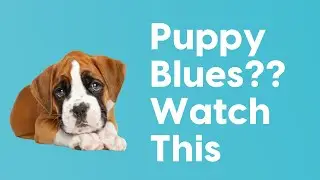 Puppy Blues?? Watch & Try These 3 Things Today