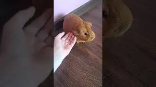 май джини пиг😏
